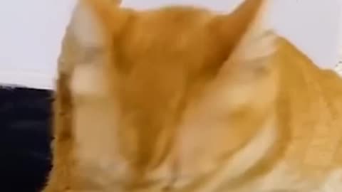 Funniest Videos 2025