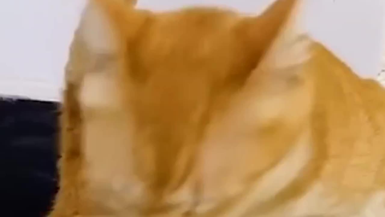 Funniest Videos 2025