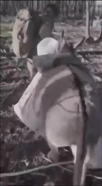 Putin Fighting Til the Last Donkey