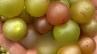 Carrie Underwood harvests watermelon & muscadine grapes at her farm home