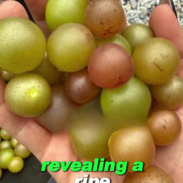 Carrie Underwood harvests watermelon & muscadine grapes at her farm home