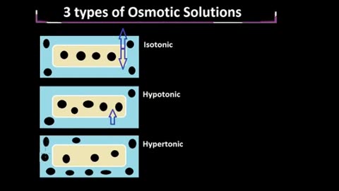 3 types of Osmotic Solutions, Explained