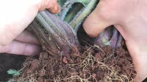 Harvesting purple carrots