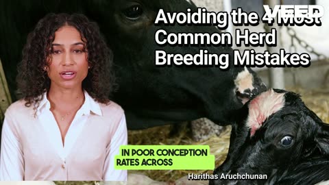 Top 4 Herd Breeding Mistakes Exposed