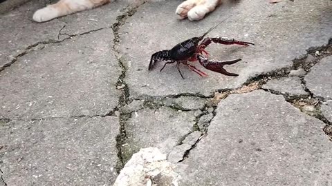 crab versus chicken