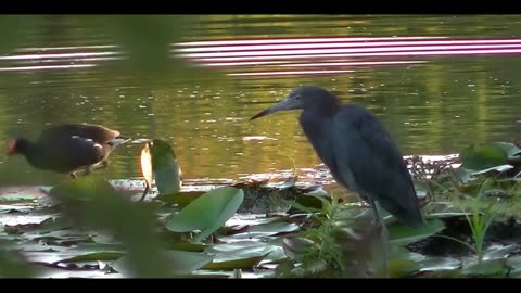 Birds catching fish
