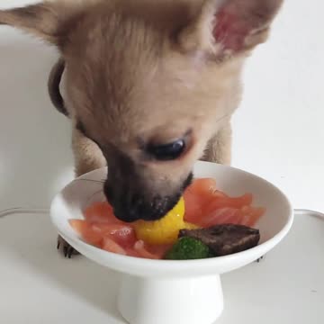 The 5 Cutest Scenes of a Puppy Eating! 🐶💖 Prepare to Melt!