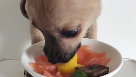The 5 Cutest Scenes of a Puppy Eating! 🐶💖 Prepare to Melt!