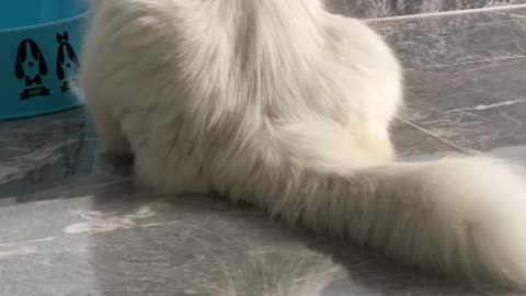 Cat cat animal