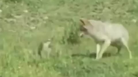 24 crazy accident of animal