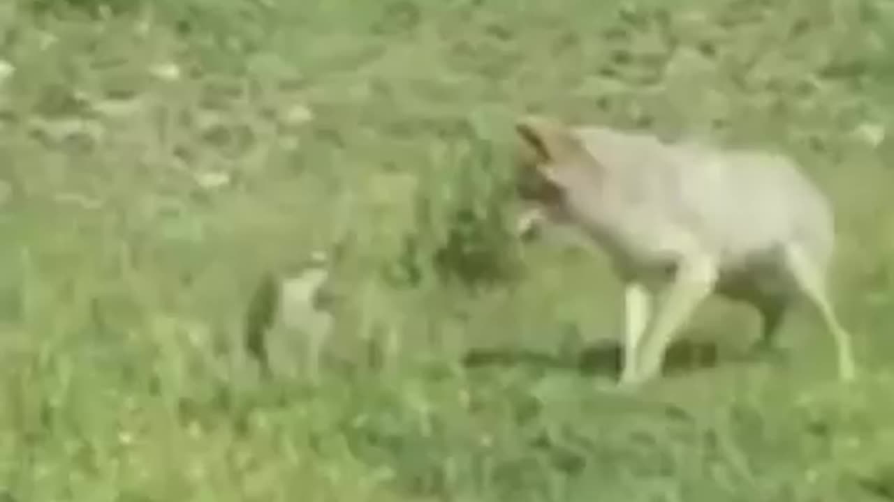 24 crazy accident of animal