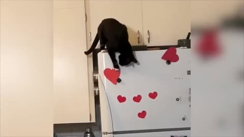 if animal can talk