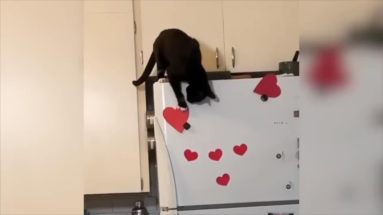 if animal can talk