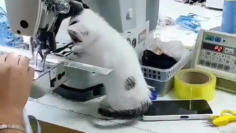 "Cats Walking on Two Legs (Compilation)"😅😅😅