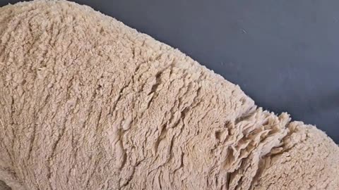 The #1 Reason Merino Sheep Are the Gold Standard of Wool