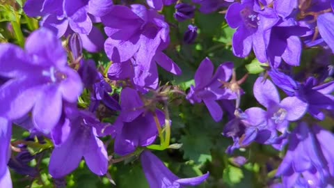 Campanula