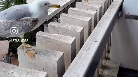 🐦😂 Seagull's Hilarious Attempt at Humor Will Leave You in Stitches! | FunFM