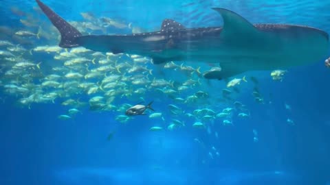 "A mind that is stretched by a new experience can never go back to its old dimensions."