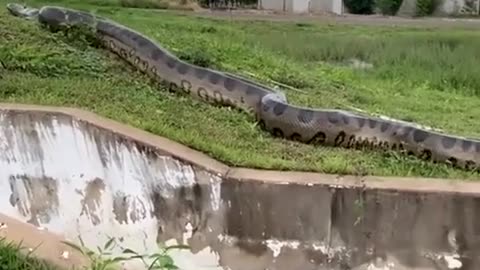 So huge anaconda