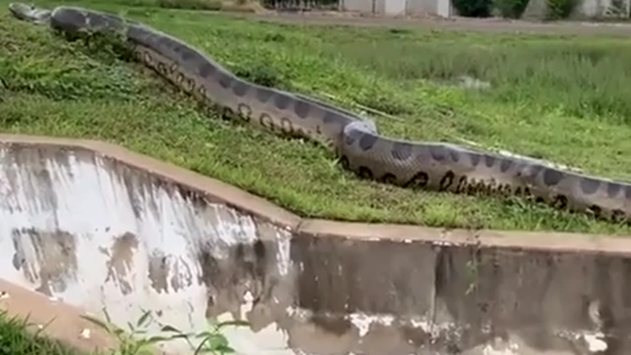 So huge anaconda