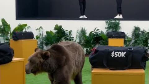 Stealing Money from a Grizzly Bear_!