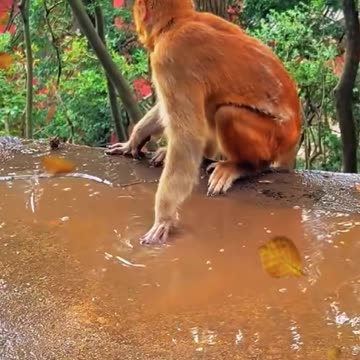 dog and monkey fight | funny video 🐒