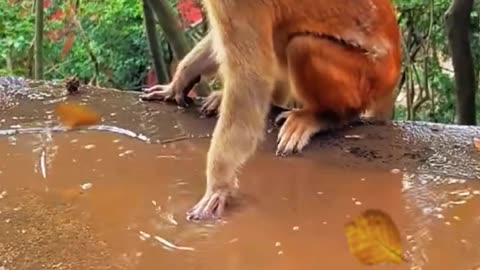 dog and monkey fight | funny video 🐒
