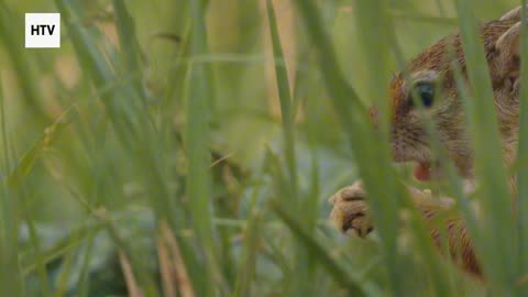 Cheetah & African Wildlife #9 - Amazing Big Cats and Safari Life