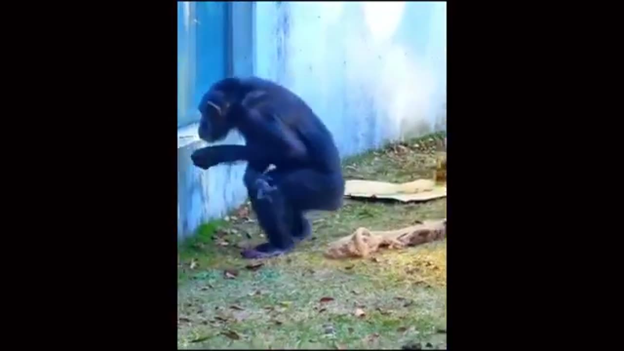 Try not to laugh with these funny animal videos 🤣|