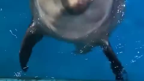 Funny Animal Videos