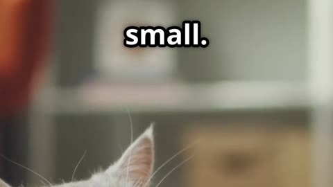 Hilarious Cats: Feline Fails and Antics!