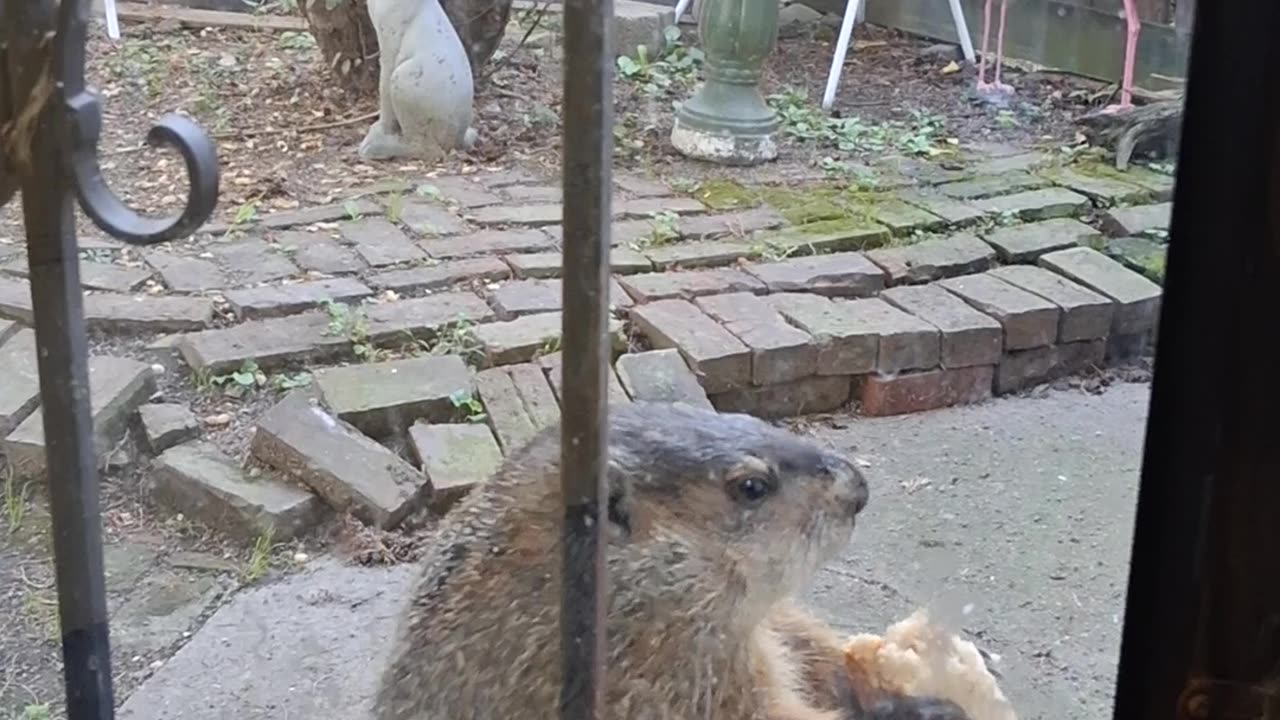 Groundhog Loves His Peanut Butter Sandwich