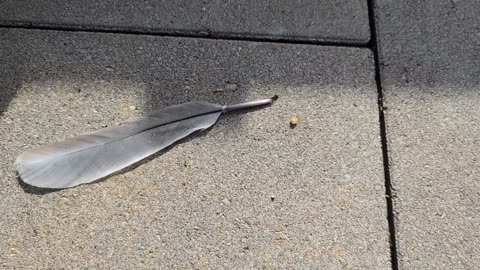 Hard-Working Ant Pulls Giant Feather