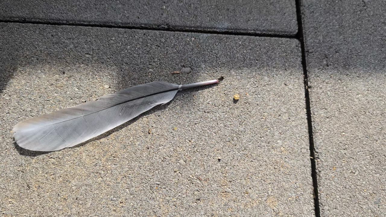 Hard-Working Ant Pulls Giant Feather