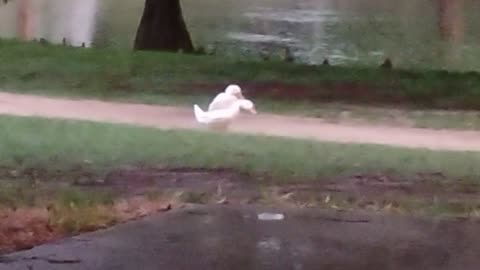 More ducks doing what ducks do