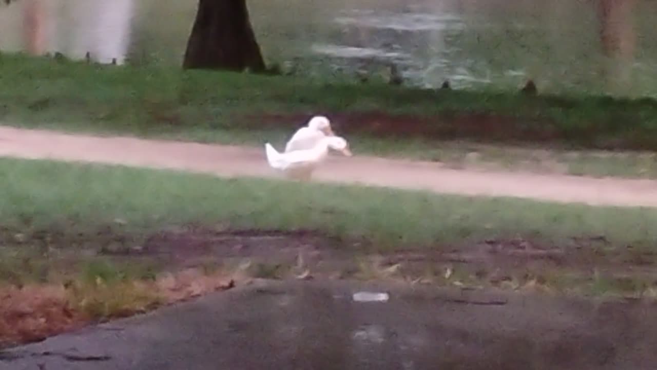 More ducks doing what ducks do