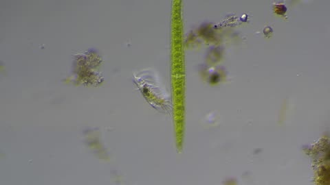 Ditch Water Microorganisms