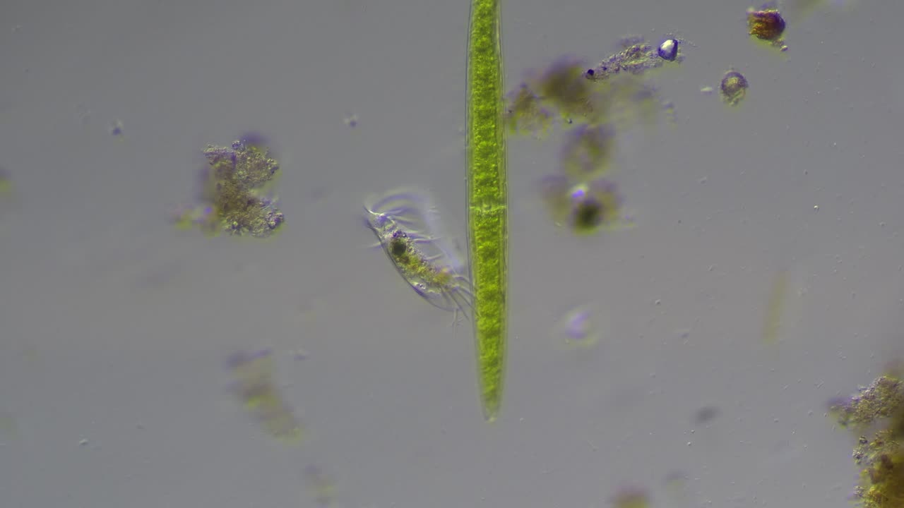 Ditch Water Microorganisms