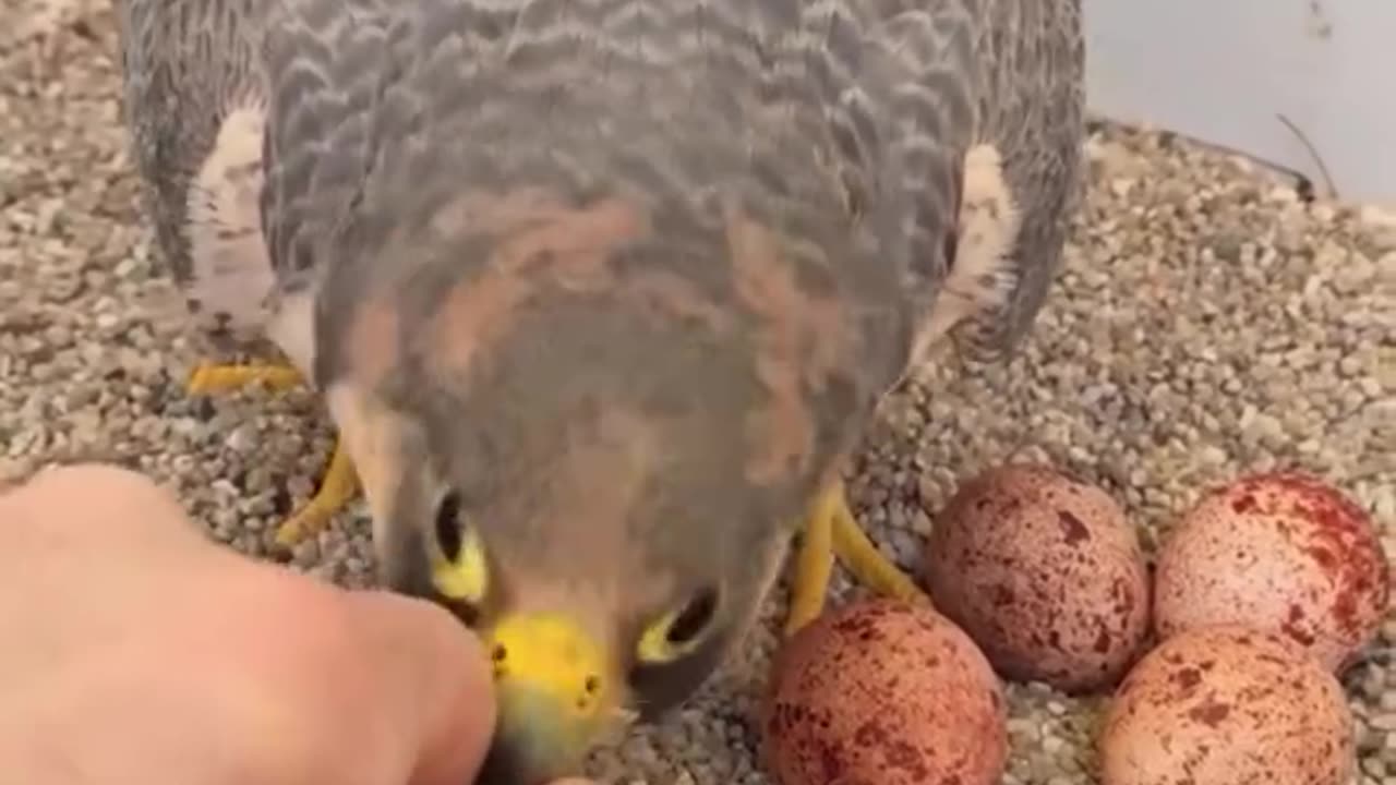 Rescue a poor birds