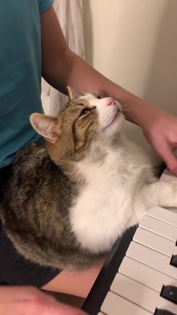 Cat Loves Chopin and His Owner