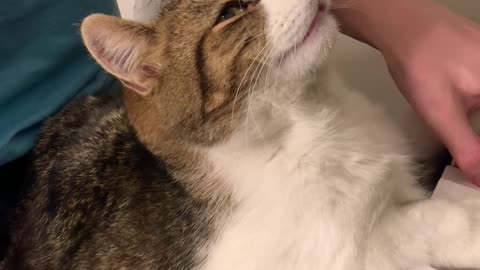 Cat Loves Chopin and His Owner