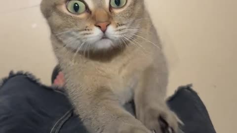 This is the cat's unique welcome ritual for me.