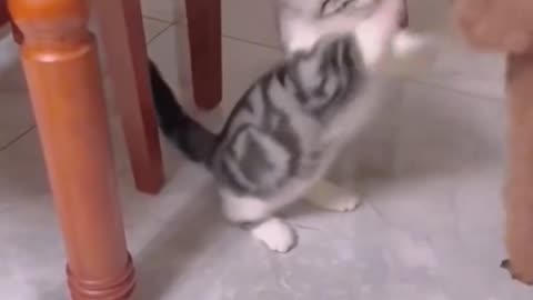 ats vs dogs 😂laugh till you cry!