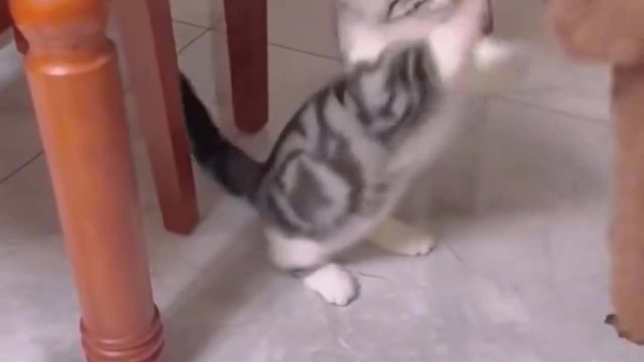 ats vs dogs 😂laugh till you cry!