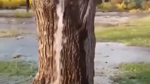 THE GUSHING WATER TREES