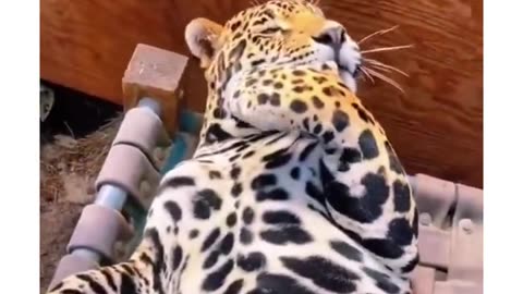 They are just bigger cats