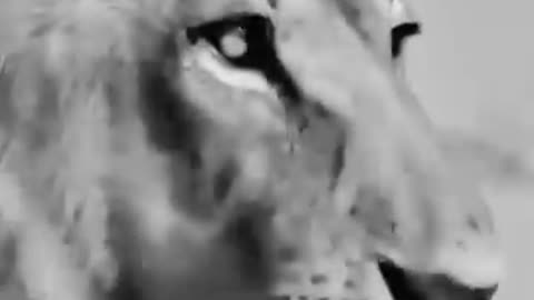 When the lion has to remind the animals who he is.