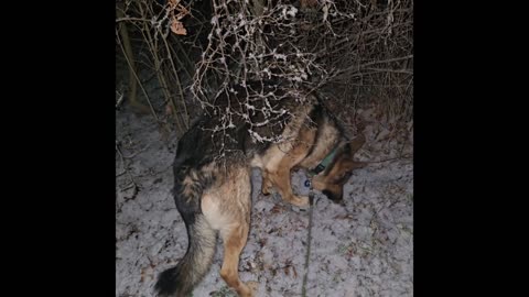 Virgil german shepherd.