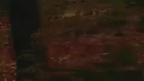 The Blaze Is Underrated In DayZ