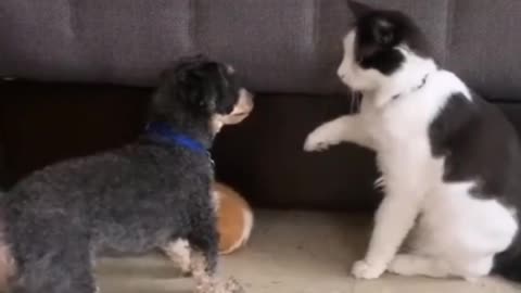 😂🐾 Don’t Even Think About It! Hilarious Animal Showdown | FunFM